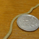 文殊 - １円硬貨の厚さは2mm。茹で上がった麺の直径は約2.2mm