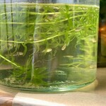 多田製麺所 - すいすい、すいすい、すいすいーすいすい。