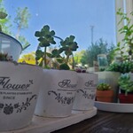 ボンサイ カフェ - 