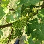 伊酒リア - 山梨のメルシャンワイナリー