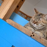 ブルーキャットカフェ - 