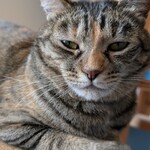 ブルーキャットカフェ - 