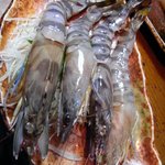 居酒屋 ゆうちゃん - 車エビ