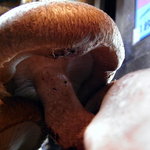 居酒屋 ゆうちゃん - シイタケ　アップ