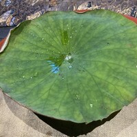 青山 星のなる木 - 