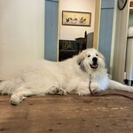 ゴンゴン ガーデン - 