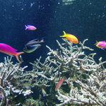 Hôtel de Paris Monte-Carlo - 水族館もあります