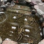 札幌 かに本家 - 