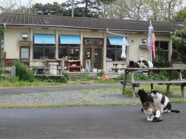 田代島 島のえき - 石巻市その他（食堂）の写真