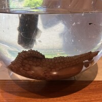日本料理 別府 廣門 - 