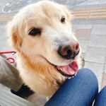 高田アイス - 店頭で食べていたらかわいいワンちゃんが横に