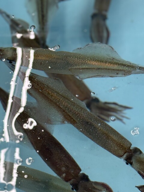 春木商店 - 函館（海鮮）の写真