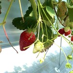 長久手ハーベストファーム - 