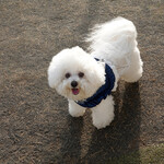 Les deux Bleue - もうちょっと走ってきたら？