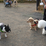 Les deux Bleue - みんな前脚 広げてますネ！