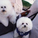 Les deux Bleue - ビション１歳と６歳