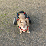 Les deux Bleue - えらい！ワンパラ・ランナー