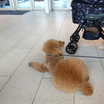 Les deux Bleue - こんなトイプー・カットも！