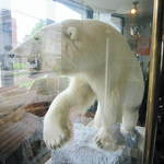 シロクマ(ﾉ´▽｀)ﾉ