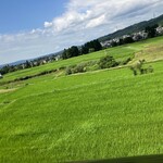三茶 ユキツバキ - コシヒカリを育てている実家の田園風景