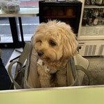 88 Asia - 今日のくるみちゃん