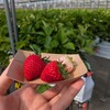 Strawberry Farm Berry Berry Berry