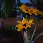 ベンチ コーヒー - 卓上のお花