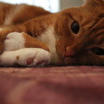 猫カフェ　ロンロン - 