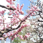 アサヒビール園 白石 はまなす館 - 庭の紅梅