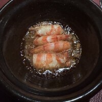 Potoro - 