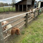 十割そば　しんざん - 