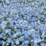 チャイナ六国 - 