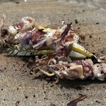 レヴォ - ホタルイカ