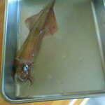 磯や - 活ヤリイカ