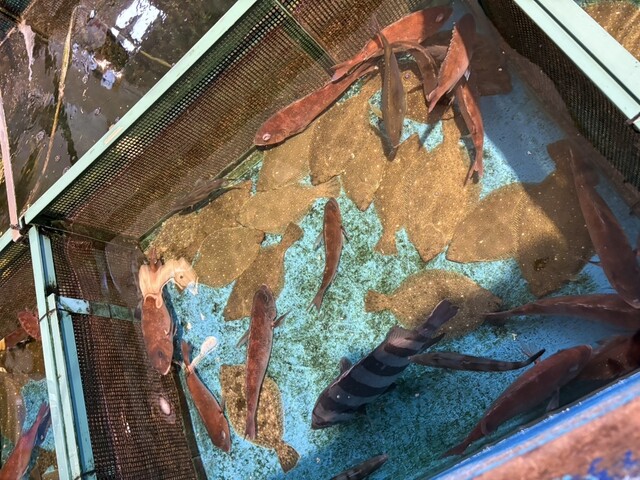 Bakuchou Umi Ichiban Maguro Itchou photo