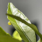 南房総 やまと寿司 - 