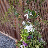 赤吉 - 