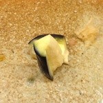 すし家 一柳 - 水茄子