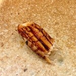 すし家 一柳 - 穴子