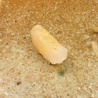 すし家 一柳 - マコガレイ
