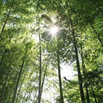 エルルカン・ビス - 