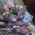 魚豪商 コダマ - 料理写真: