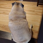 お菓子とくつろぎとこむぎさん - こむぎさん