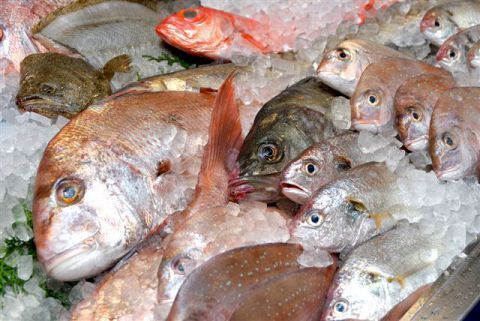 Kaishin Maru Jei A- Kishibe Ten