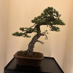 東京肉しゃぶ家 秀彬 - 