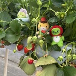 ストロベリーファーム 陽一郎園 - 