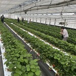 ストロベリーファーム 陽一郎園 - 