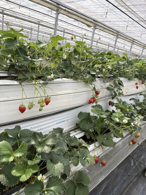 ふるや農園 - 郡山（その他）の写真