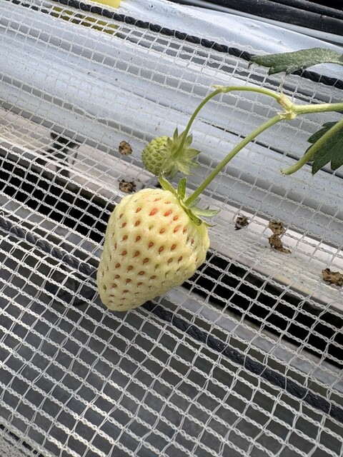 ふるや農園 - 郡山（その他）の写真