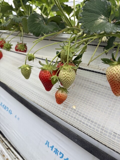 ふるや農園 - 郡山（その他）の写真